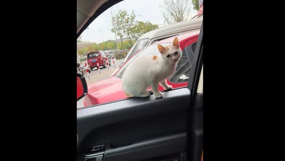 Stray cat rescued in Zhejiang, China