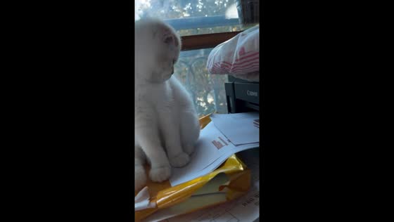 Daegu drama: cat startled by printer 