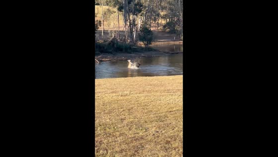 Puppy confronts kangaroo in river in South Ripley, Australia