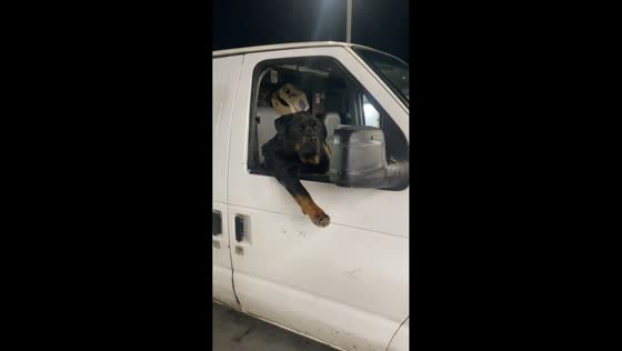 Calm dog sits in van at gas station in Los Angeles, California, USA