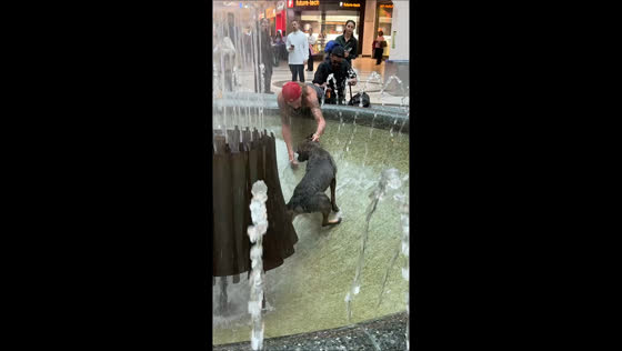 Man saves dog from fountain inside a mall in Toronto, Canada