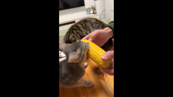 Cat greedily eats corn at Hunan, China