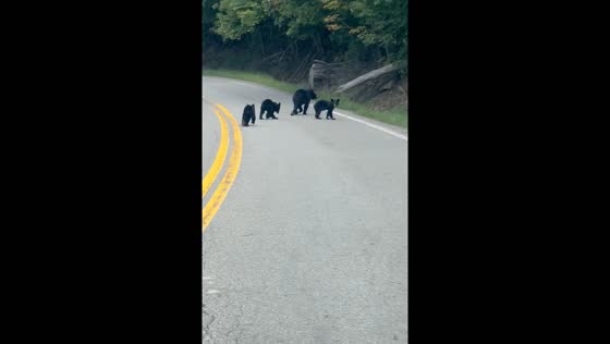 Bear and cubs cross road in Eolia, Kentucky