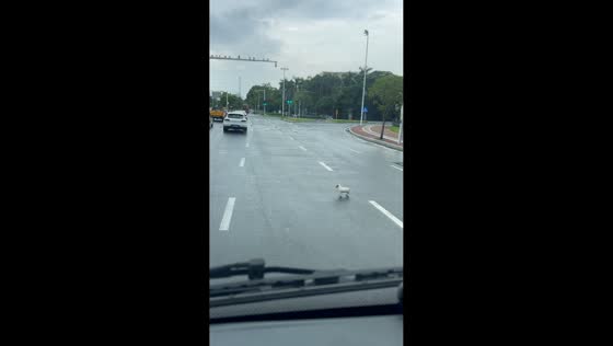 Driver picks up lost puppy wandering on road in Guangdong, China