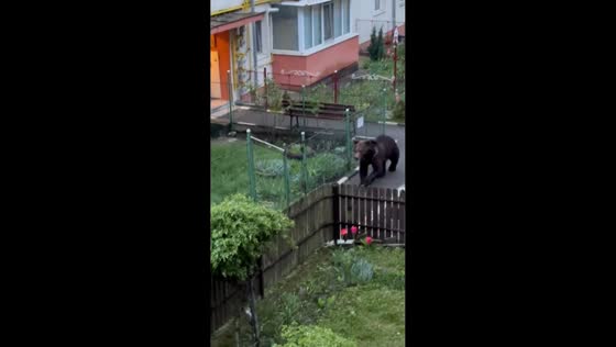 Bear spotted roaming residential streets in Bușteni, Romania