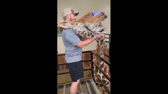 Making friends: giraffe massage session at Blue Hills Ranch