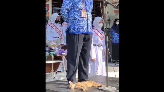 Cat sleeps on podium during school ceremony in Sidoarjo, Indonesia