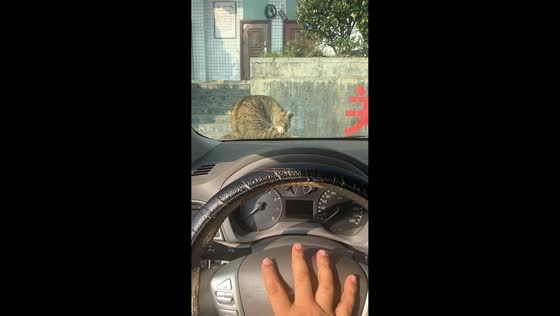 Scared cat startled by car buzzer in Guizhou, China
