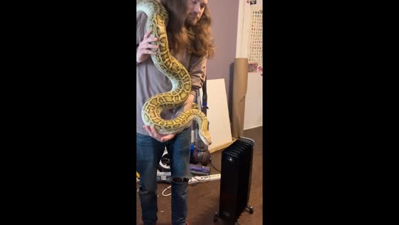 Giant python wrangling: Marshfield resident shows off massive serpent
