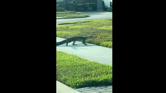 Alligator strolls across road in Florida, United States