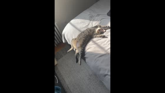 Cat sunbathing in funny position on bed in New York