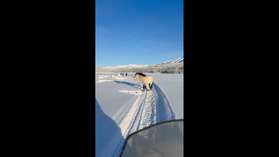 Horses line up during feeding time in Moose Lake, British Columbia, Canada