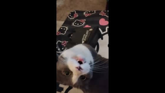 Expressive cat enjoys affectionate moment with owner in Coronado, California, USA