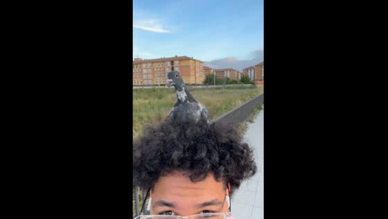 Pigeon lands on walker's hair in Santander, Spain