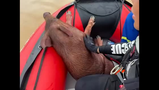 Rescuers save stranded pig from floodwaters in Guigang, China