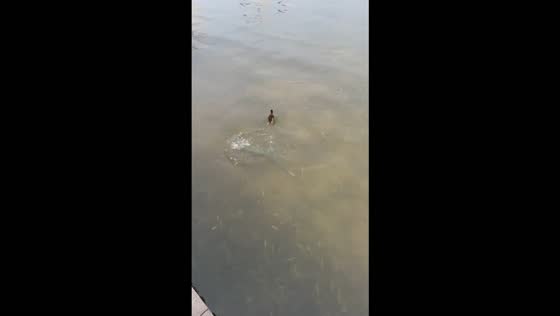 Large fish attacks a duckling as other ducklings scatter across Yixin Lake in Sichuan, China