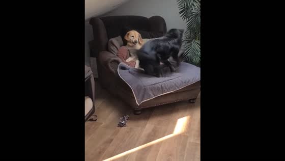 Dog spins like a tornado while playing with his friend in Pforzheim, Germany