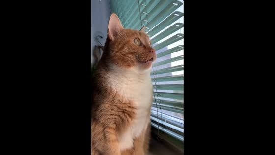Samuel's unwavering stare: cat's intense gaze at pigeon fails to break