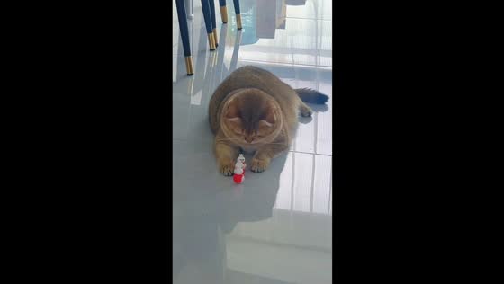 Golden British Shorthair plays with Snow King toy in Hainan, China
