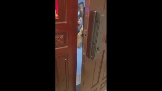 Clever dog opens door in Henan, China