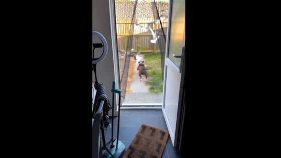 Feathered frenzy: Loki the staffy takes on the seagull invasion in Hull, UK!