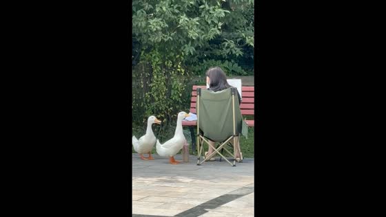 Two ducks pester a woman for food in a park in Henan, China