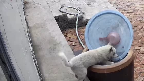 Husky falls into water drum during playful moment in Heilongjiang, China