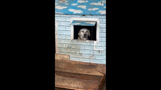 Dog sits inside dog house while looking at owner during rain in Fujian, China