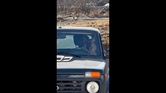 German Shepherd appears to “drive” car in Petrozavodsk, Russia
