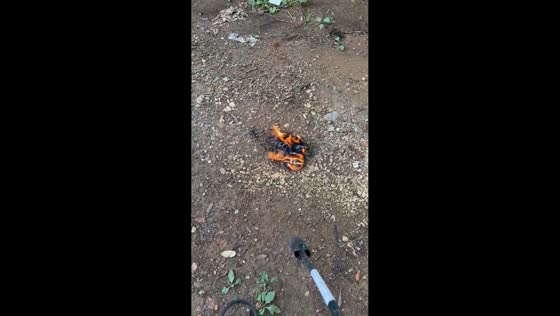 Cap supporting Trump set on fire in USA