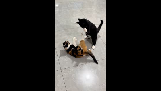 Cats playfully wrestling together in Beijing, China