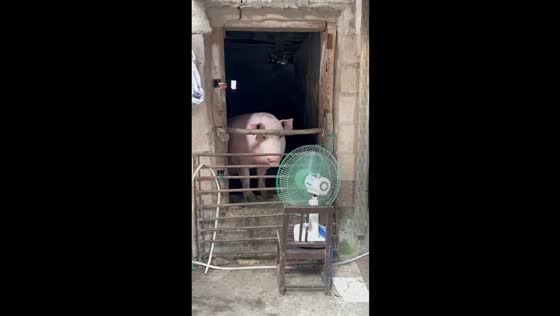 Pig relaxes with electric fan during heatwave in Guizhou, China