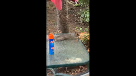  Squirrel enjoys meal in backyard in Rhode Island, USA