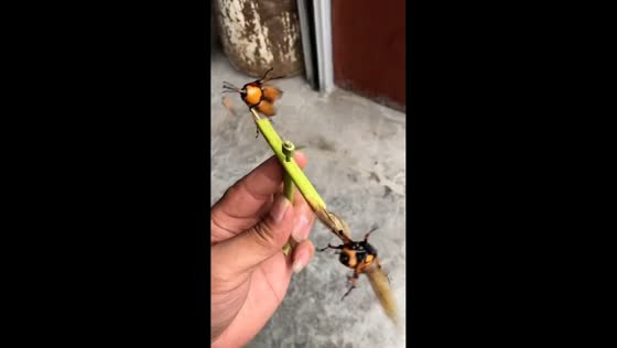 Beetles turn stick into spinning toy in Sichuan, China