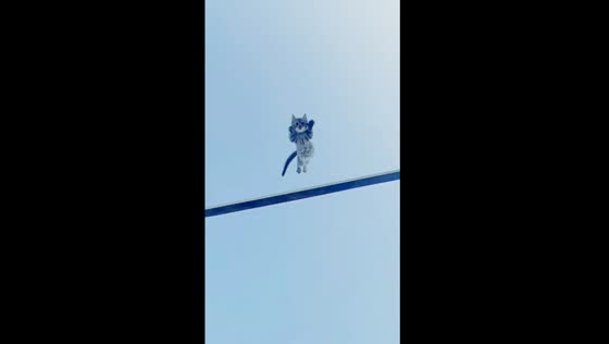 Brave kitten's daring leap from wooden perch to trampoline!