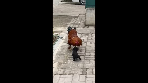 Curious puppy scared off by chicken in Shanxi, China