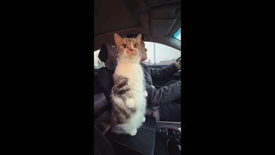 Cat stands on hind legs while riding in car in Inner Mongolia, China