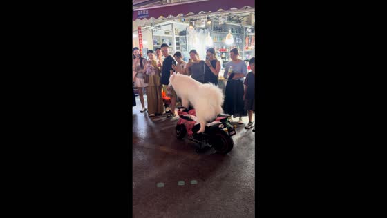 Samoyed hilariously rides a mini motorcycle as onlookers watch in Jiangxi, China