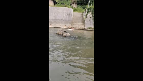 Dog pulls girl toward riverbank before leaving her confused and laughing in Hunan, China