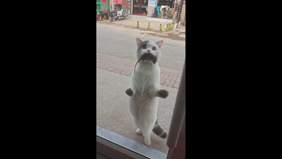 Cat offers mouse as gift to owner in Tianjin, China