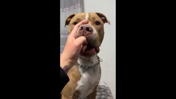 Dog playfully reacts to flip-flop in Cordoba, Argentina