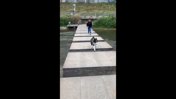 Border Collie slips on stepping stones in Guangdong, China
