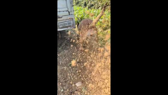 Dog digging a deep hole surprises owner in Hebei, China