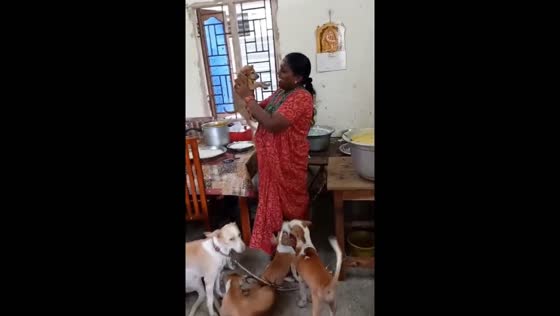Puppy joy in Tamil Nadu room full of dogs