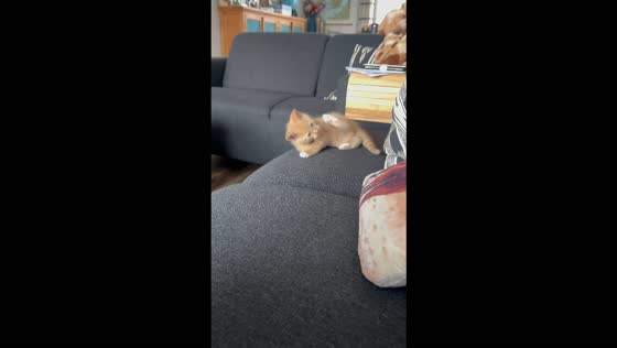 Orange kitten Mango slips off the couch in the Netherlands