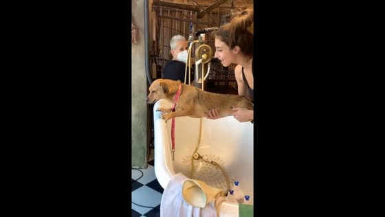 Stubborn paws: hilarious standoff as groom-resistant pup defies bath time