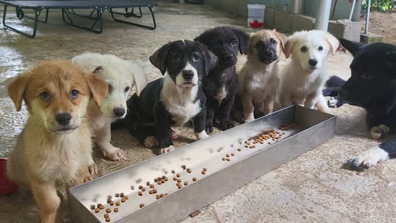 Puppies eat on command after countdown in Guangxi, China