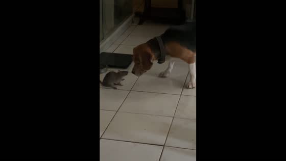 Dog and rat: unexpectedly cute interaction caught on camera