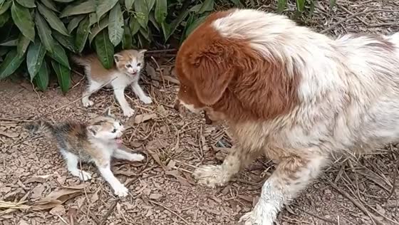 Small kittens stand their ground against barking dog in Guangzhou, China