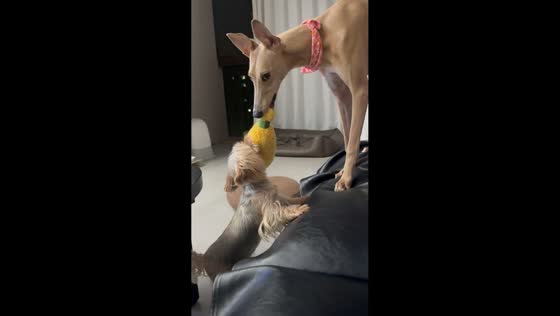 Dogs play tug-of-war over toy in Zhejiang, China